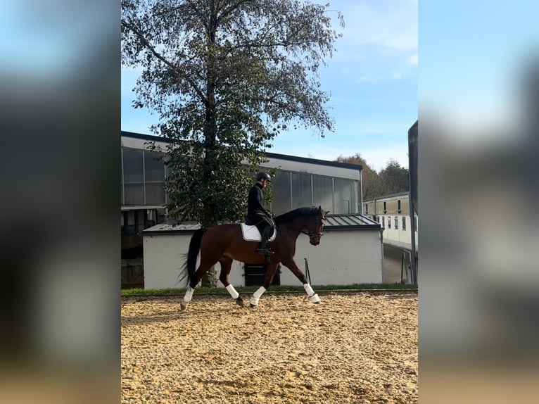 Rheinländer Castrone 11 Anni 174 cm Baio in Regensburg