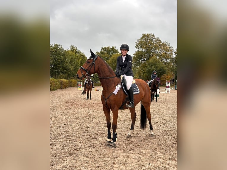Rheinländer Castrone 11 Anni 175 cm Baio in Varel