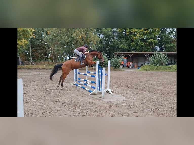 Rheinländer Castrone 11 Anni 175 cm Baio in Varel