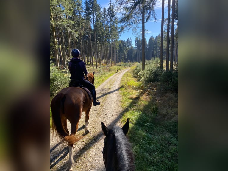 Rheinländer Castrone 11 Anni 175 cm Sauro in Arnstorf