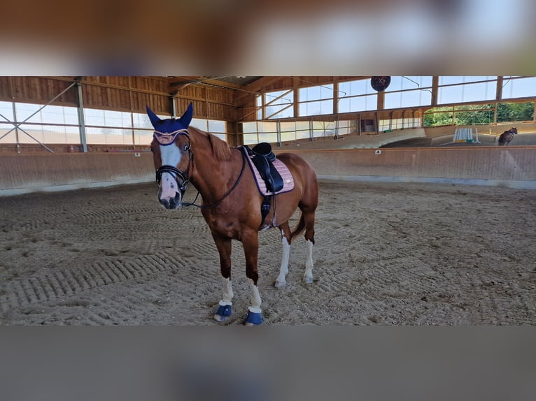 Rheinländer Castrone 11 Anni 175 cm Sauro in Arnstorf