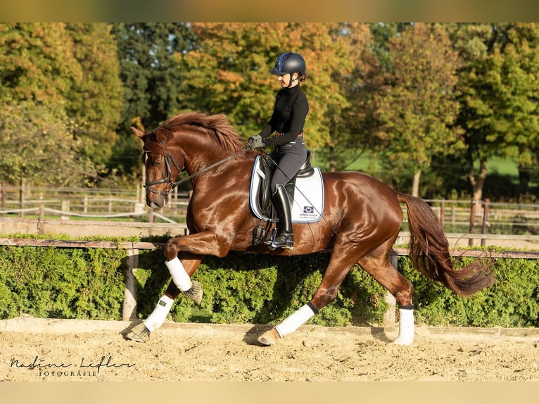 Rheinländer Castrone 11 Anni 175 cm Sauro scuro in Marl