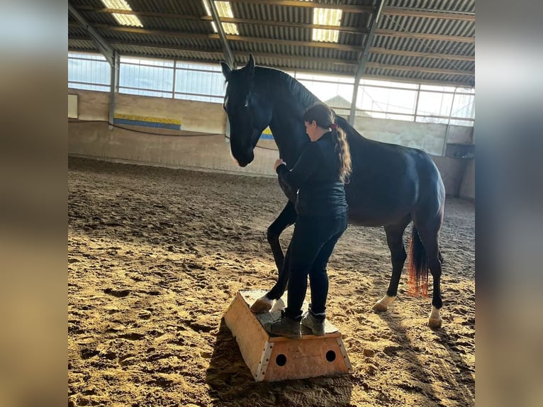 Rheinländer Castrone 11 Anni 176 cm Baio scuro in Königswinter