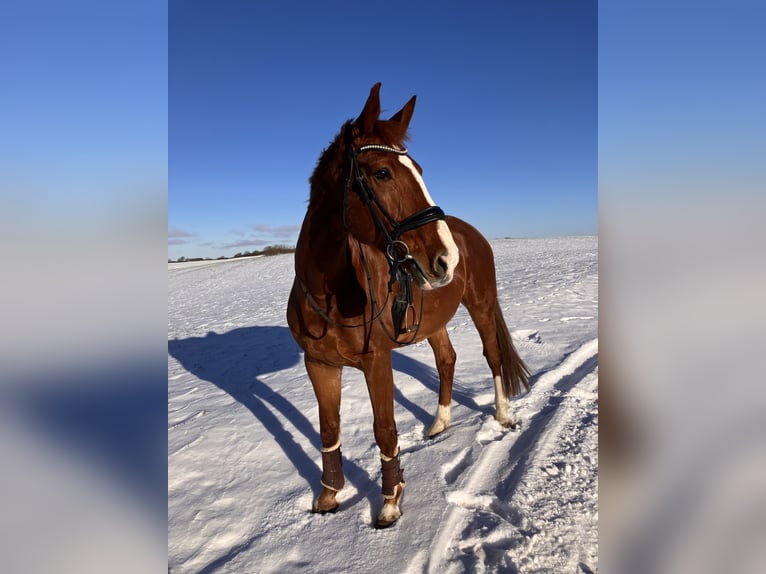 Rheinländer Castrone 11 Anni 179 cm Sauro in Satow