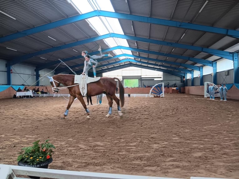 Rheinländer Castrone 11 Anni 179 cm Sauro in Satow