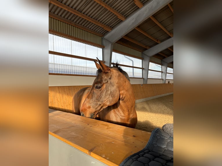 Rheinländer Castrone 12 Anni 168 cm Baio in Münster