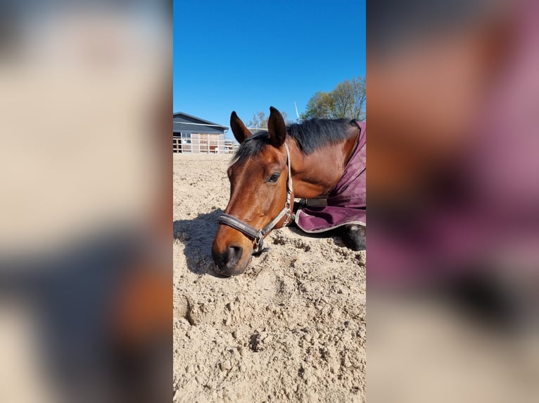 Rheinländer Castrone 12 Anni 168 cm Baio in Münster