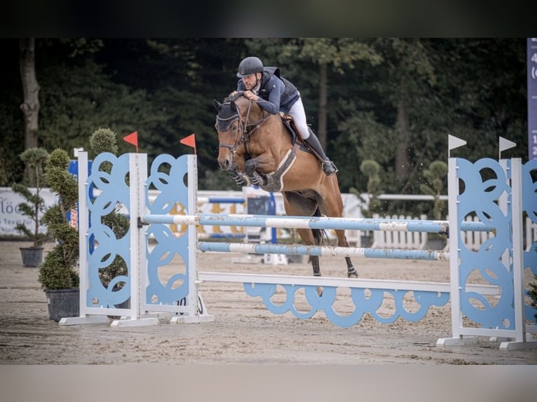 Rheinländer Castrone 12 Anni 168 cm Baio in Wipperfürth