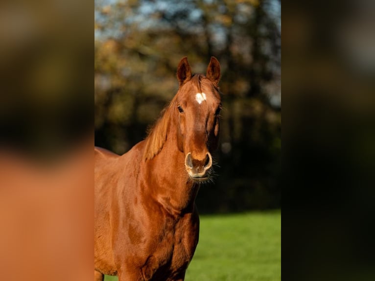 Rheinländer Castrone 12 Anni 169 cm Sauro in Hambergen