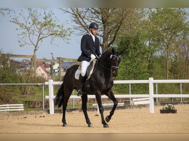 Rheinländer Castrone 12 Anni 170 cm Baio scuro in Herbstein