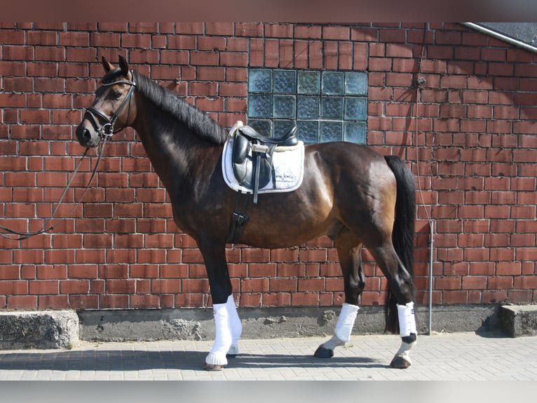 Rheinländer Castrone 12 Anni 170 cm Baio scuro in Hamminkeln