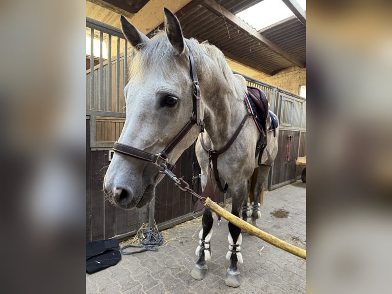 Rheinländer Castrone 12 Anni 170 cm Grigio pezzato in Wassenberg