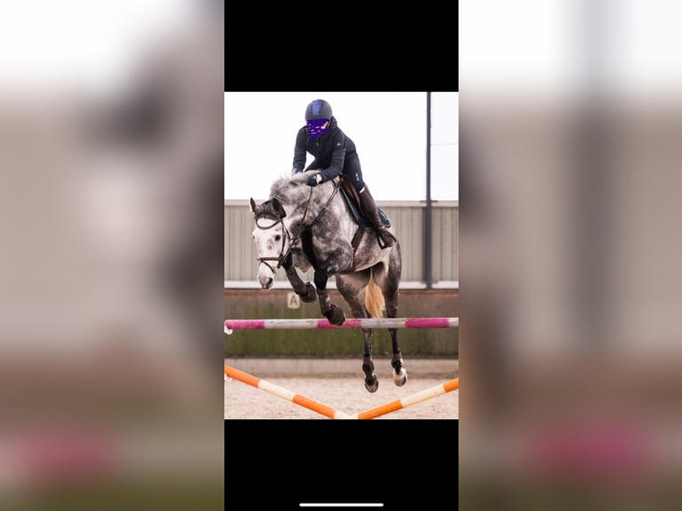 Rheinländer Castrone 12 Anni 170 cm Grigio pezzato in Wassenberg