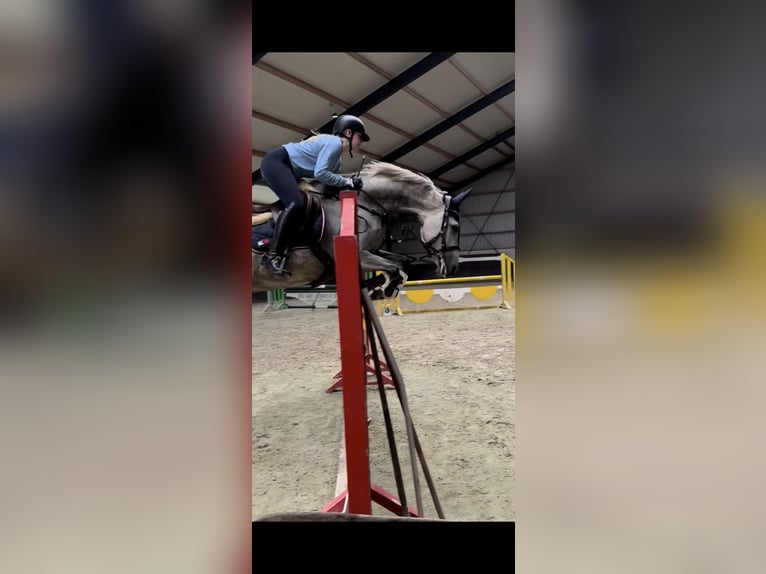 Rheinländer Castrone 12 Anni 170 cm Grigio pezzato in Wassenberg