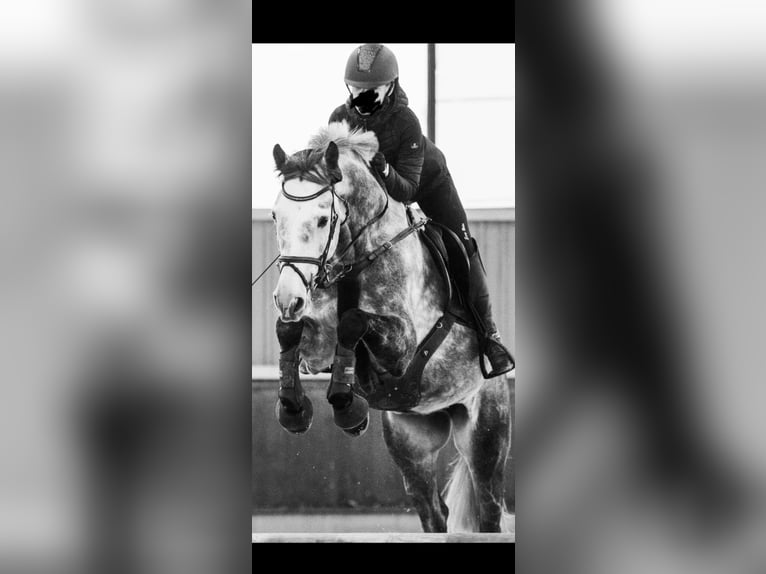 Rheinländer Castrone 12 Anni 170 cm Grigio pezzato in Wassenberg