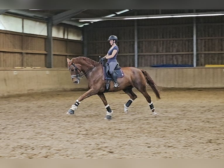 Rheinländer Castrone 12 Anni 171 cm Sauro in Au