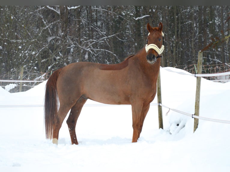 Rheinländer Castrone 12 Anni 171 cm Sauro in Sölden Rheinländer Castrone 12 Anni 171 cm Sauro in Sölden