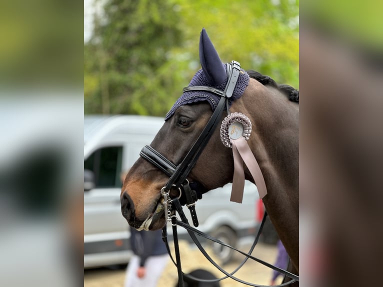 Rheinländer Castrone 12 Anni 172 cm Baio scuro in Viersen