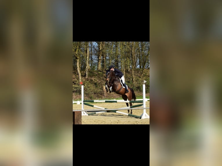 Rheinländer Castrone 12 Anni 172 cm Baio scuro in Viersen