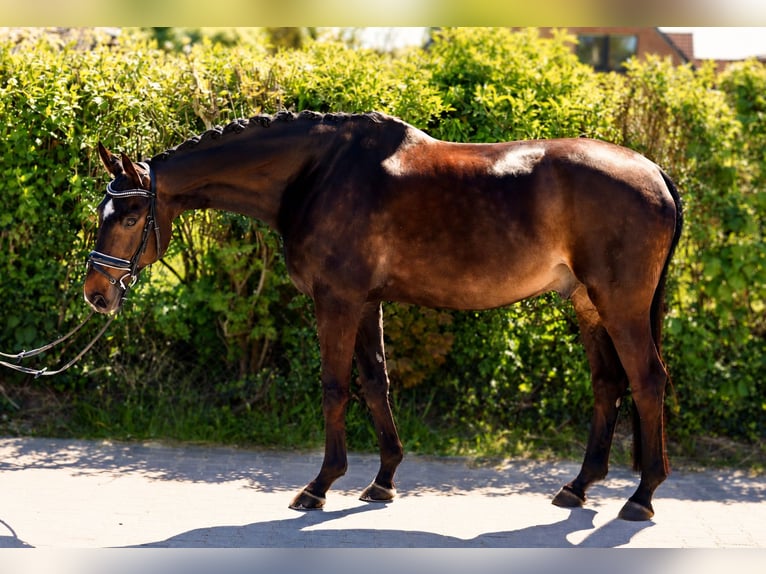 Rheinländer Castrone 12 Anni 173 cm Baio nero in Kempen