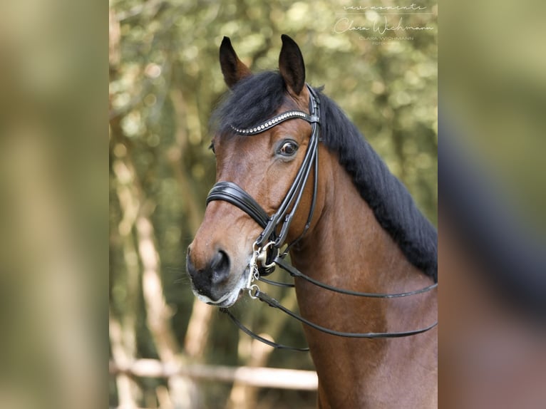 Rheinländer Castrone 12 Anni 174 cm Baio in Krefeld