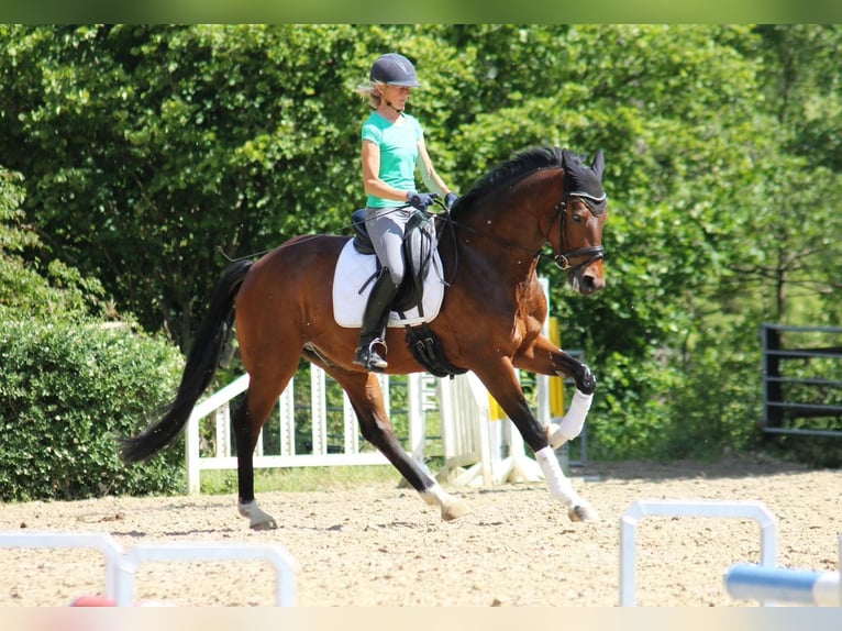 Rheinländer Castrone 12 Anni 174 cm Baio scuro in Wachtberg