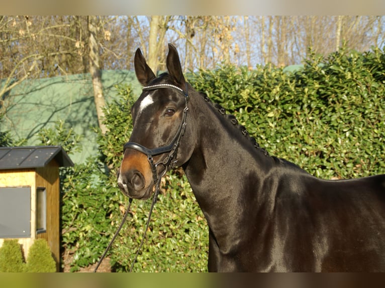 Rheinländer Castrone 12 Anni 175 cm Baio nero in Krefeld