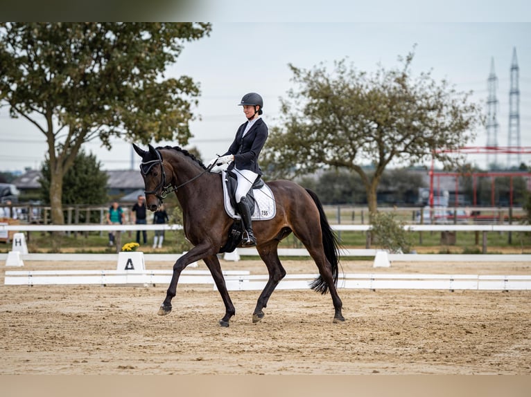 Rheinländer Castrone 12 Anni 175 cm Baio nero in Krefeld