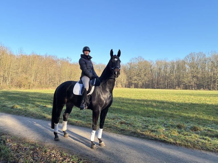 Rheinländer Castrone 12 Anni 175 cm Baio nero in Krefeld