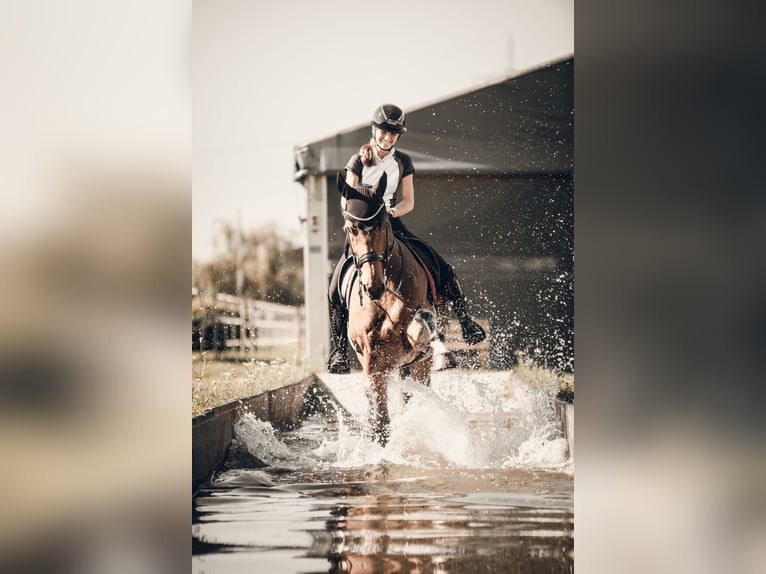 Rheinländer Castrone 12 Anni 175 cm Baio in Sandhausen