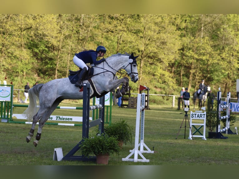 Rheinländer Castrone 12 Anni 175 cm Grigio in Borken