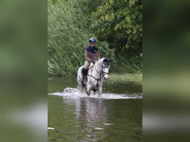 Rheinländer Castrone 12 Anni 175 cm Grigio in Borken