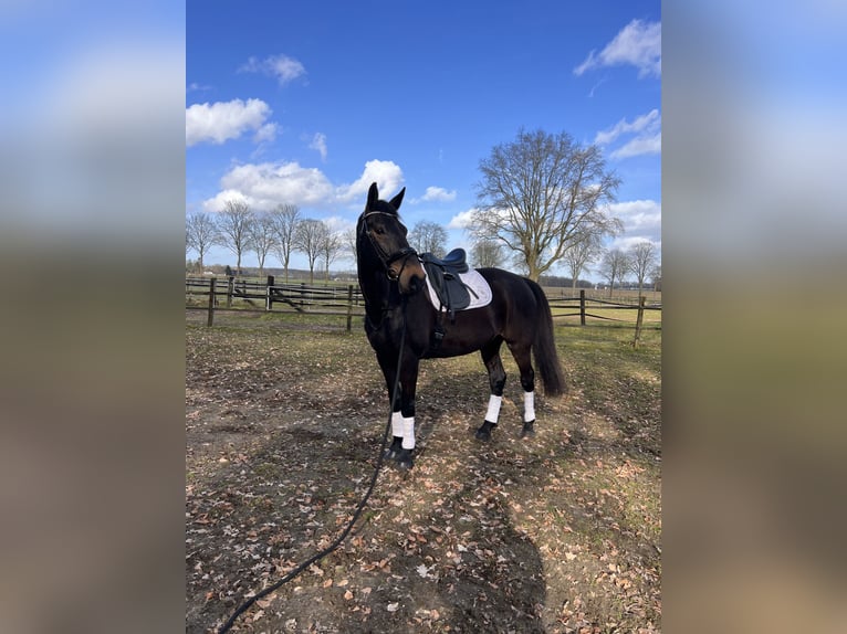 Rheinländer Castrone 12 Anni 178 cm Baio scuro in Goch