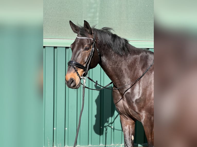 Rheinländer Castrone 12 Anni 178 cm Baio scuro in Goch