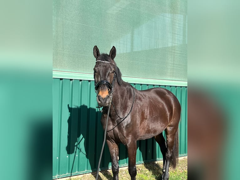 Rheinländer Castrone 12 Anni 178 cm Baio scuro in Goch