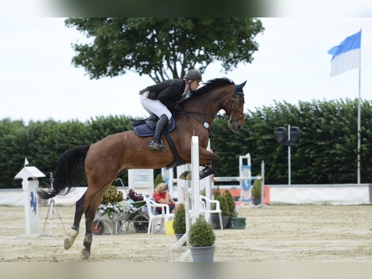Rheinländer Castrone 12 Anni 182 cm Baio in Kaarst