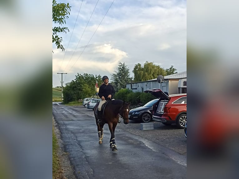 Rheinländer Castrone 13 Anni 160 cm Baio in Giebelstadt