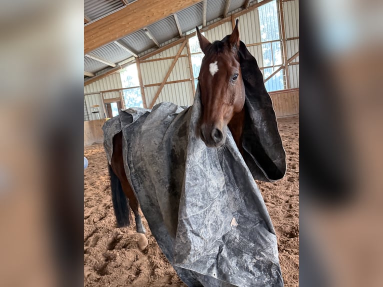 Rheinländer Castrone 13 Anni 160 cm Baio in Giebelstadt