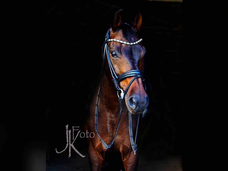 Rheinländer Castrone 13 Anni 160 cm Baio nero in Kempen