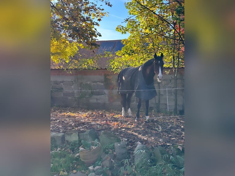 Rheinländer Castrone 13 Anni 166 cm Baio in GuxhagenGuxhagen