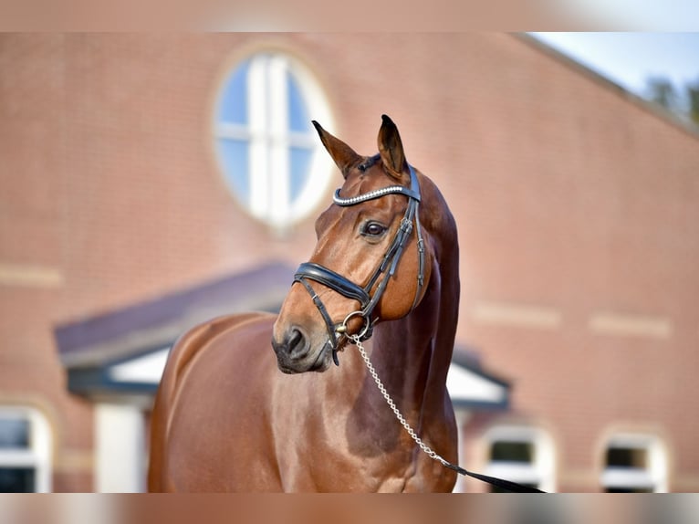 Rheinländer Castrone 13 Anni 170 cm Baio in Hemrik