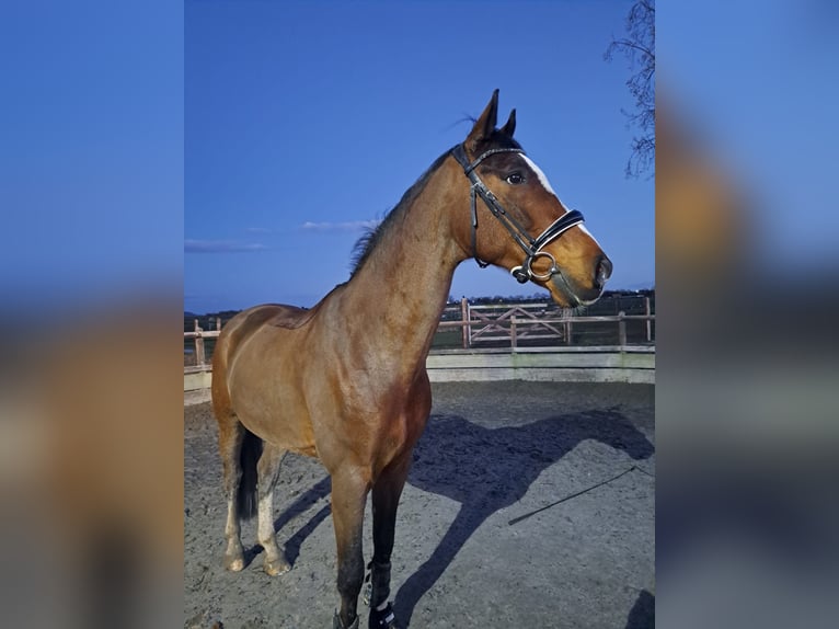 Rheinländer Castrone 13 Anni 170 cm Baio in Übach-Palenberg