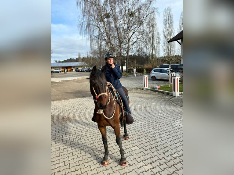 Rheinländer Castrone 13 Anni 170 cm Baio in Fronreute