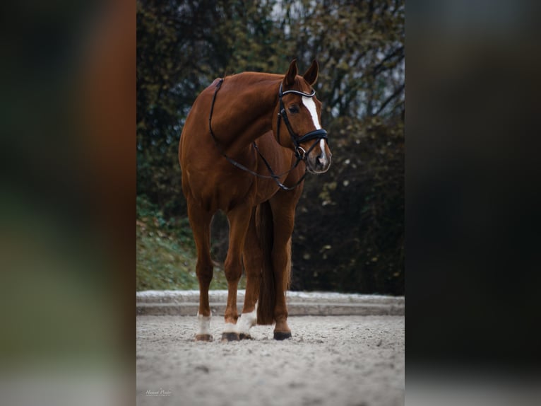 Rheinländer Castrone 13 Anni 171 cm Sauro in Viersen