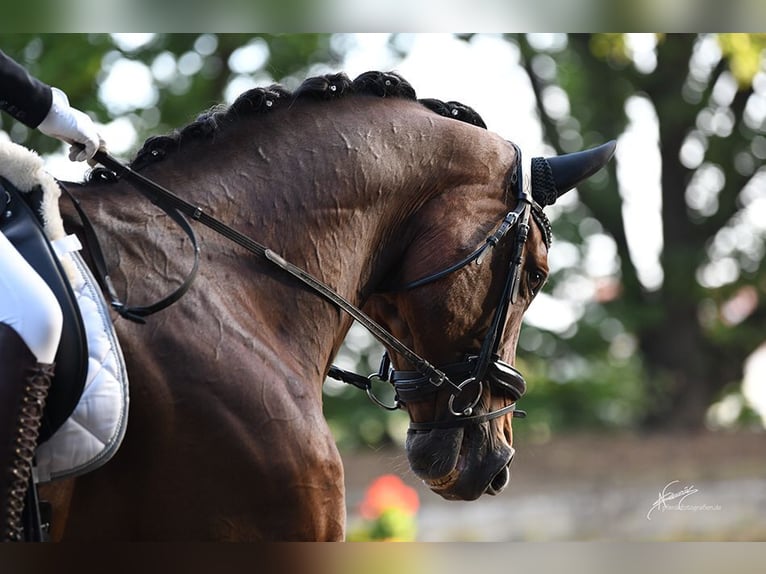 Rheinländer Castrone 13 Anni 178 cm Baio in Geisenheim