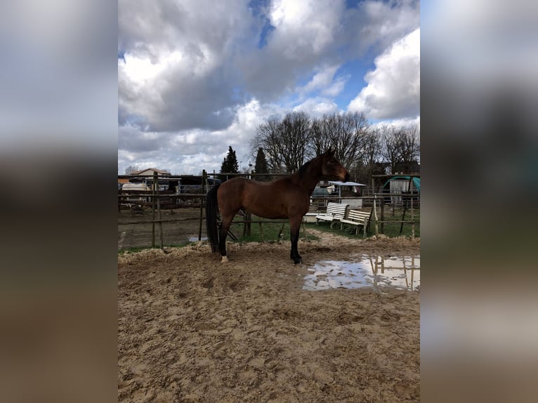 Rheinländer Castrone 13 Anni 180 cm Baio in Gangelt