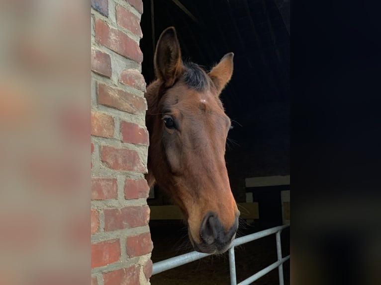 Rheinländer Castrone 13 Anni 180 cm Baio in Gangelt