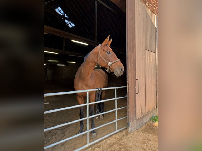 Rheinländer Castrone 13 Anni 180 cm Baio in Gangelt