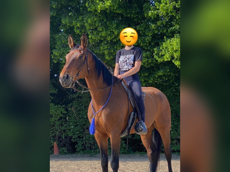 Rheinländer Castrone 13 Anni 180 cm Baio in Gangelt