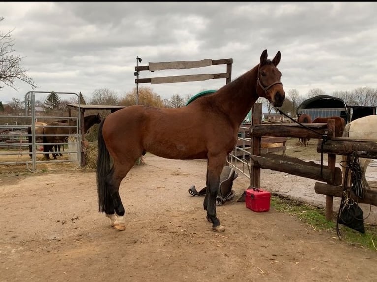 Rheinländer Castrone 13 Anni 180 cm Baio in Gangelt